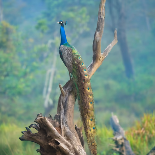 Peacock from a dreamland