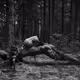 Forest sprit