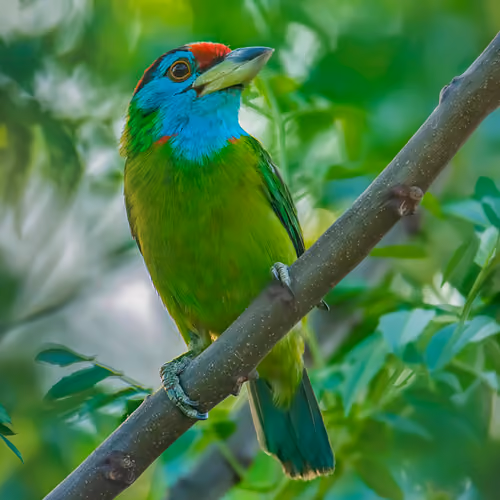 Blue Throated Barbet