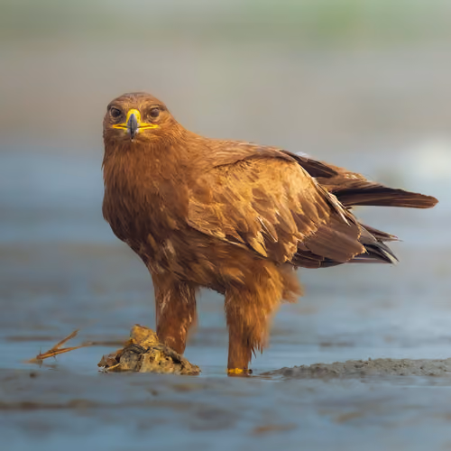 Steppe Eagle