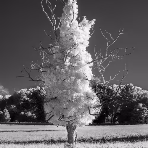 Lee Pengelly Editions