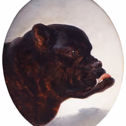 A Dark Snarling Hunting Dog, Facing Right