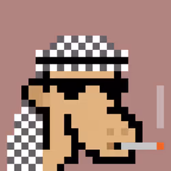 The Saudis Camels #816