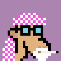 The Saudis Camels #549