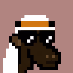 The Saudis Camels #798