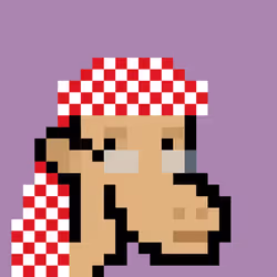 The Saudis Camels #815