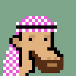 The Saudis Camels #662
