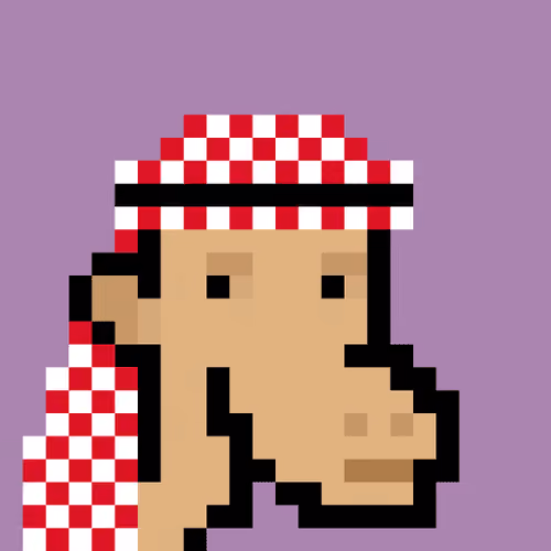 The Saudis Camels #338
