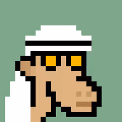 The Saudis Camels #800