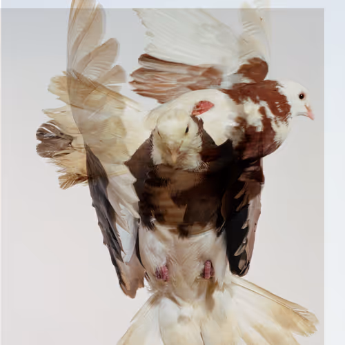 22 Pigeons