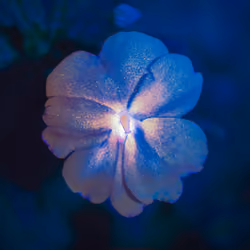 GLIMMER