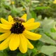 Bee Friends