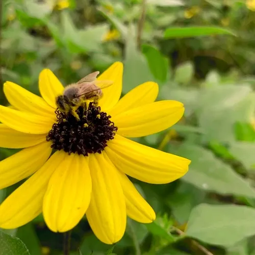 Bee Friends