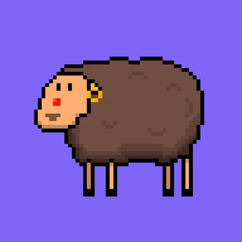 Shaggy Sheep