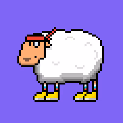 Shaggy Sheep