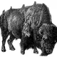 Bison.gif (1/1)