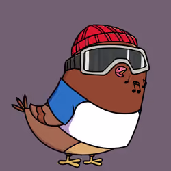 Pigeon #2347