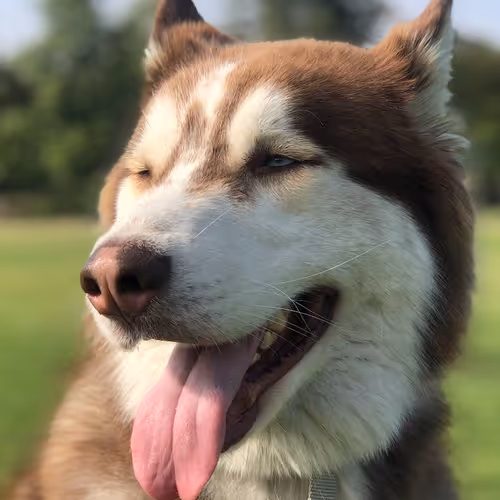 Husky In The Park