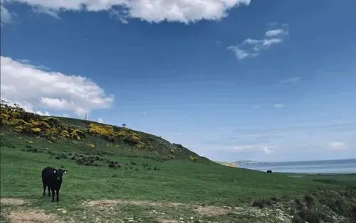 Item #164587867085996037 Media