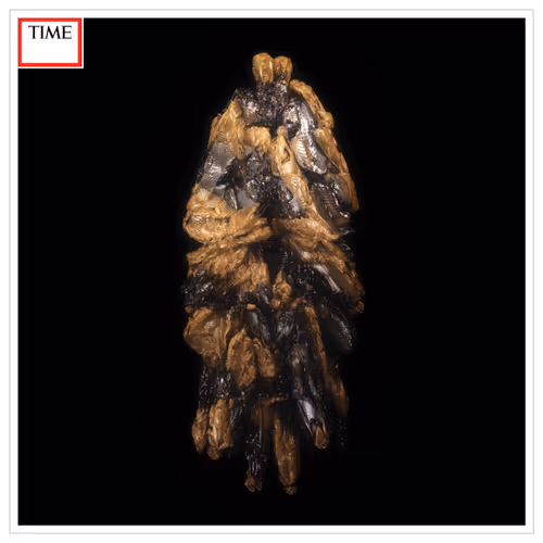 Shape is Motion : Cocoon