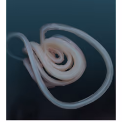 Soft attractor by GCRLL #15/19