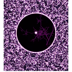 Primal Entropy by K0ch #1/12