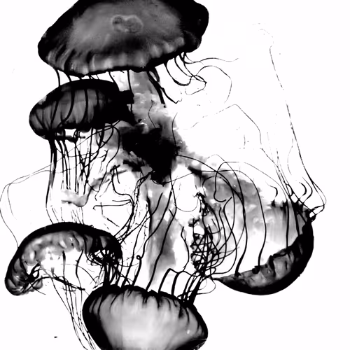 Medusas