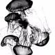 Medusas