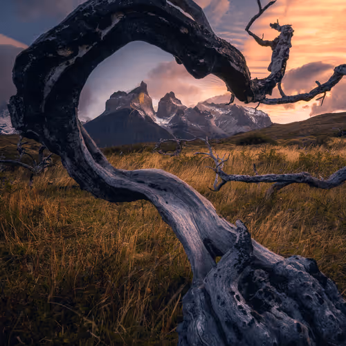 Wilderness To Blockchain Editions