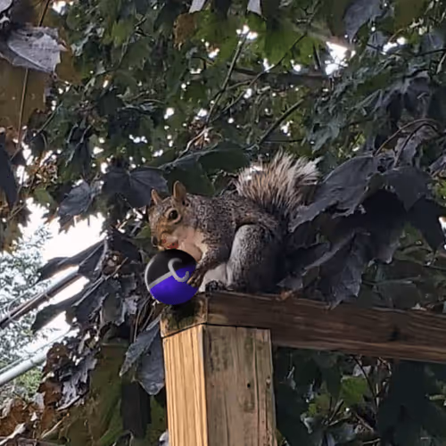 Community Capsule Collection