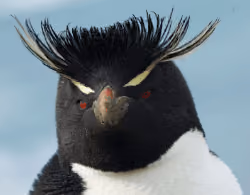Antarctic