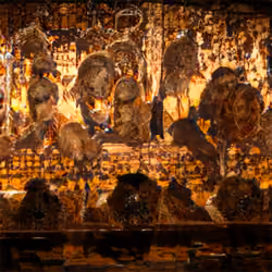 chrysopoeia