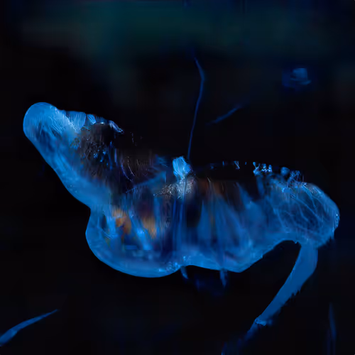 Item #12000313 Media