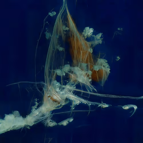 Emergent Finale 00346