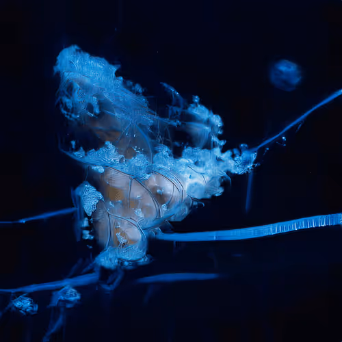 Chimerical Stories By Entangled Others Sofia Cresp