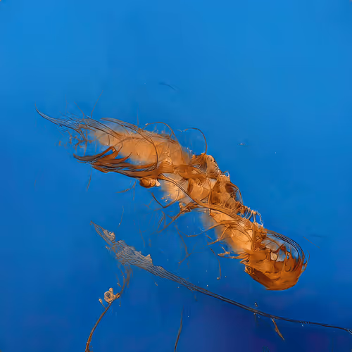 A Gelatinous Beginning 00034