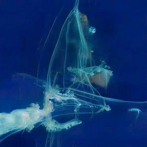 Item #12000125 Media