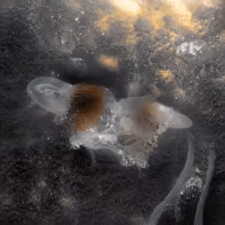 Emergent Finale 00363