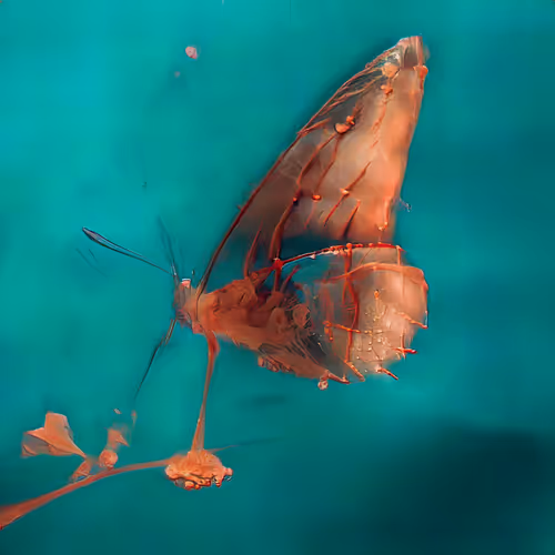 Item #12000262 Media