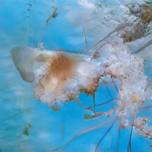 Item #12000264 Media