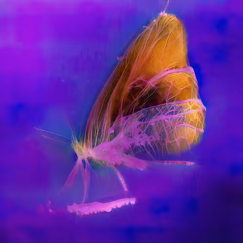 Chimerical Stories By Entangled Others Sofia Cresp
