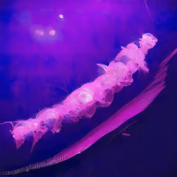 A Gelatinous Beginning 00037