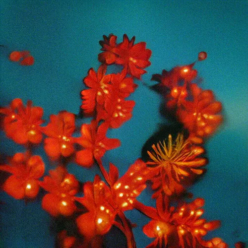 Item #24000459 Media