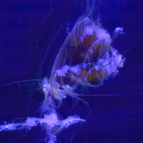 Emergent Finale 00214