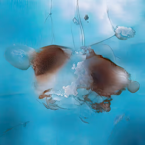 Item #12000466 Media