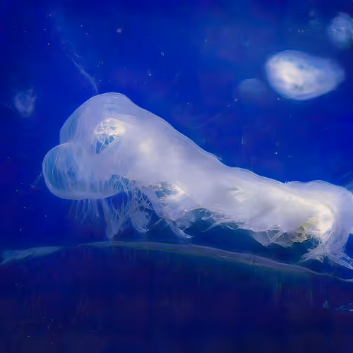 Item #12000224 Media