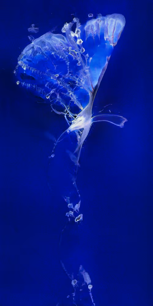 Item #16000012 Media