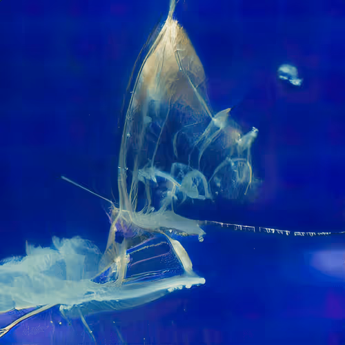 Item #12000433 Media