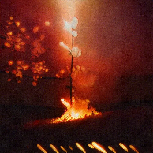 Item #24000056 Media