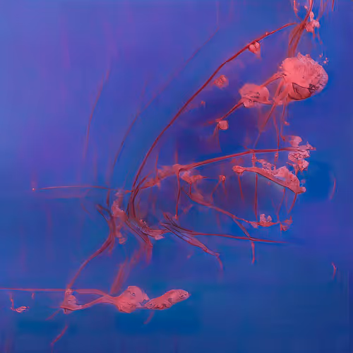 Item #12000213 Media